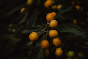 nisperos